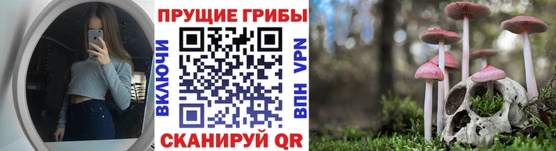 Галлюциногенные грибы Cubensis  Курчалой 